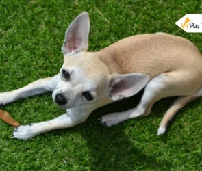 Deer Head Chihuahuas