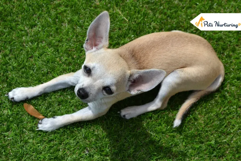 Deer Head Chihuahuas