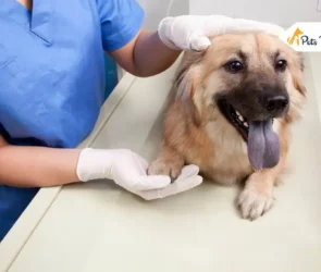 Dog Breath Heavy