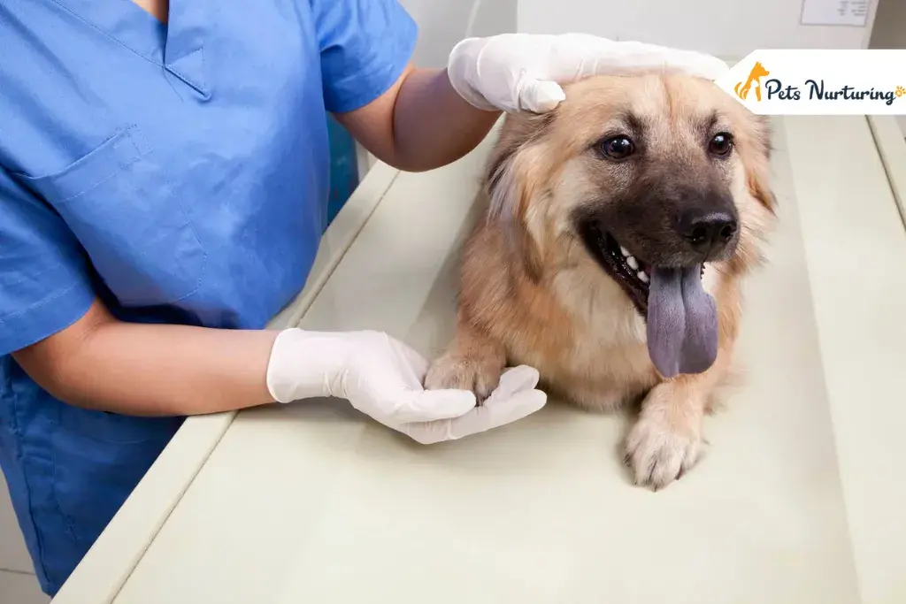 Dog Breath Heavy