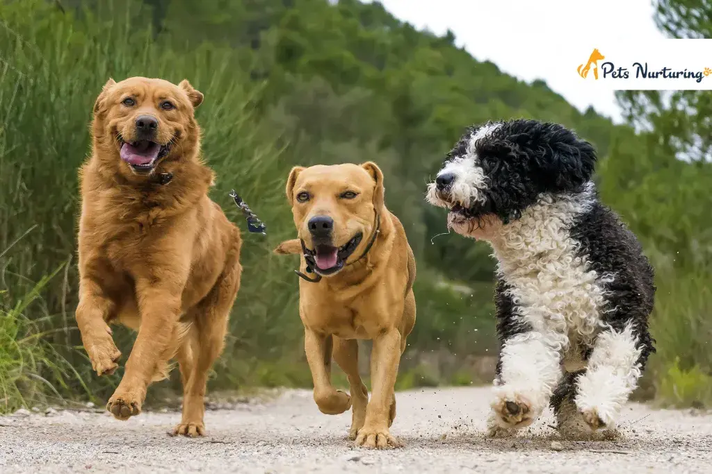 Dog Breeds That Make Good Running Companion