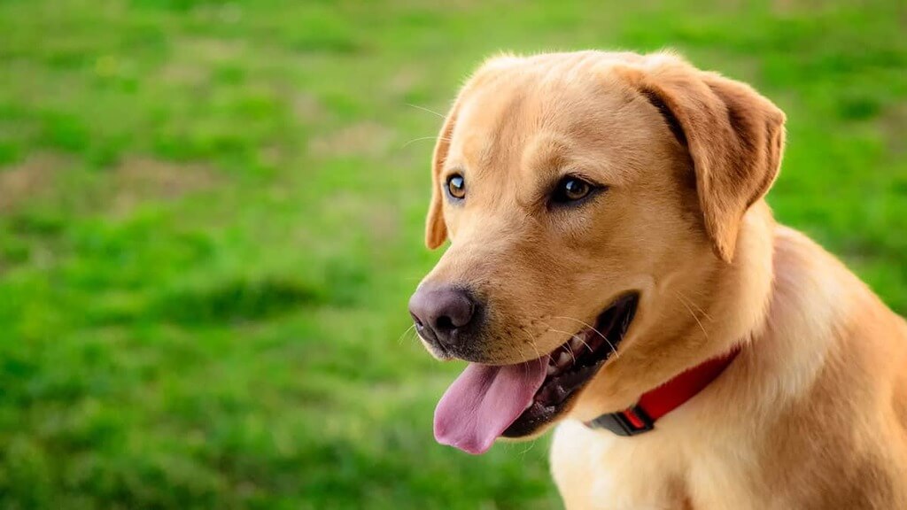 Dog Breeds That Make Good Running Companions
