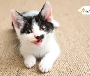 Feeding Your First Kitten