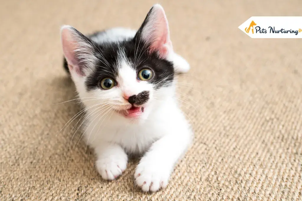Feeding Your First Kitten