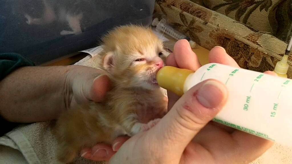 What You Need to Know About Feeding Kittens