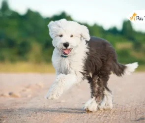 Full Grown Sheepadoodles