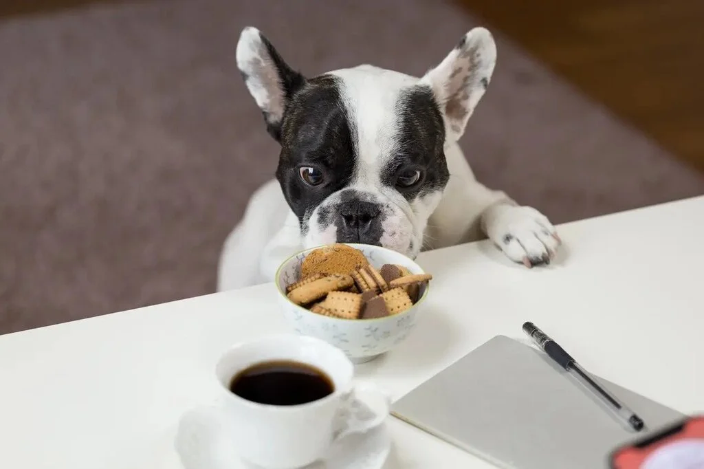 The Basic Biscuit Healthy Dog Treats Made Easy