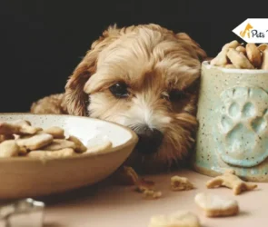 Healthy Dogs Treats Made Easy