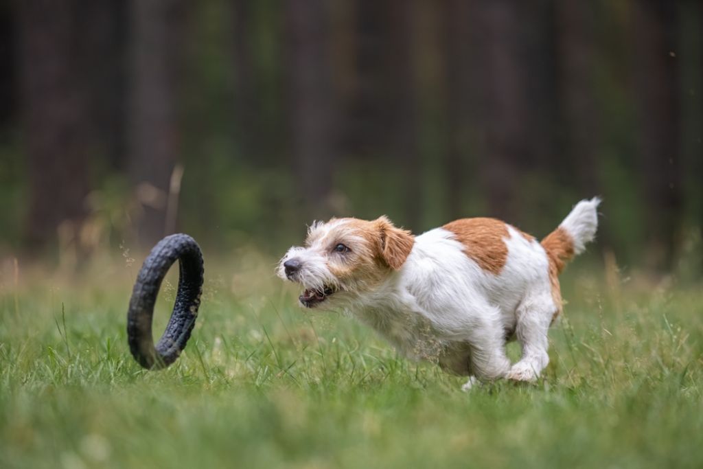 Jack Russell Terrier