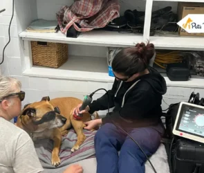 Laser Therapy for Dog