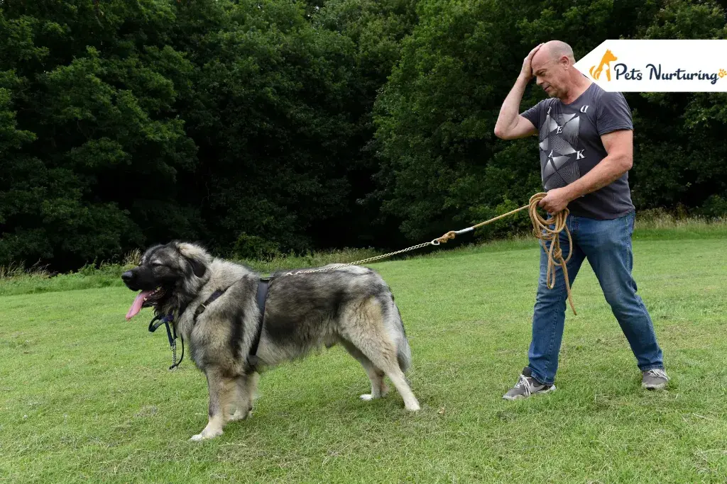 Russian Bear Dogs