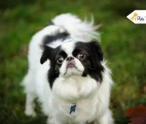 Small Breed Dog