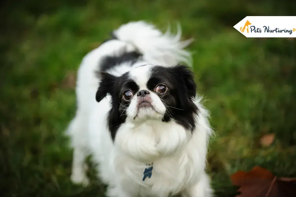 Small Breed Dog