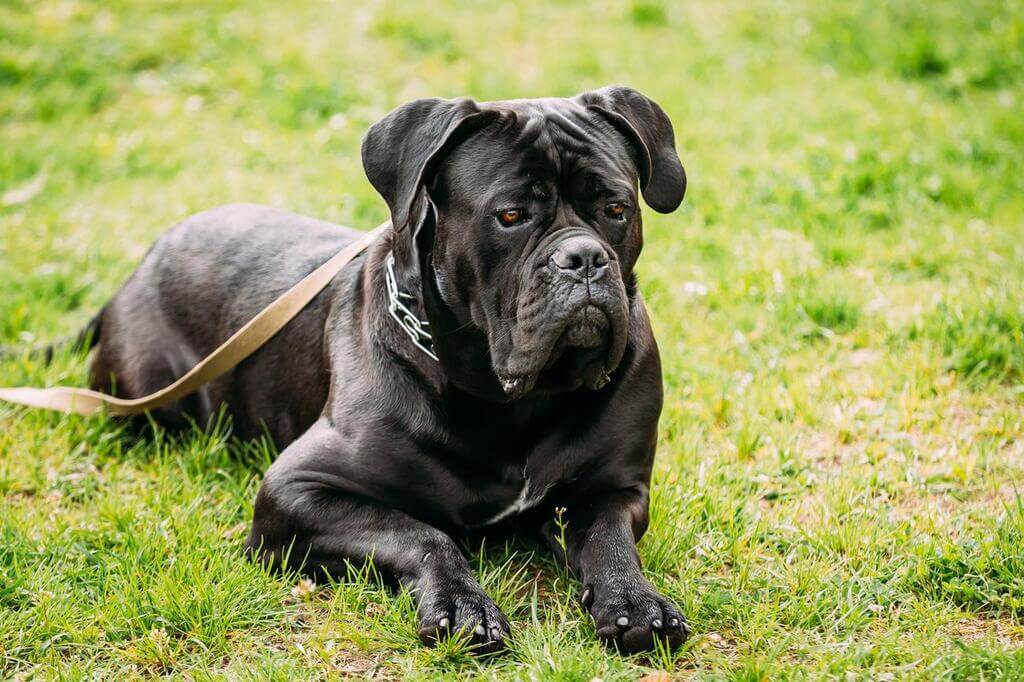 Adopting a Cane Corso ($300-500)