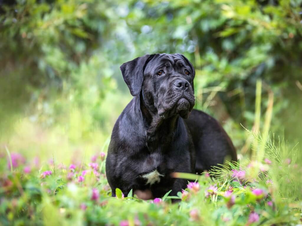 Cane Corso Price : Early Establishments and Supplies ($200-500)