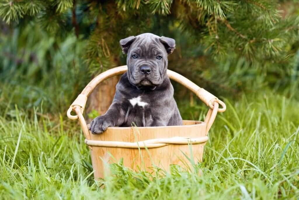 Cumulative Monthly Expenses of Getting a Cane Corso ($300-500+/Month)