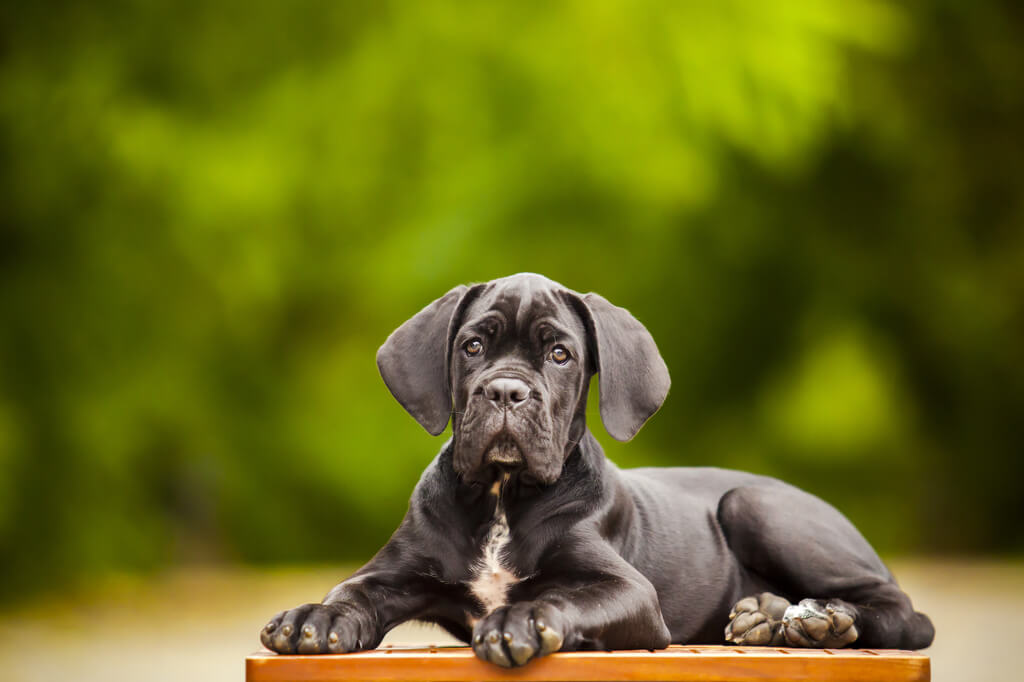 Savings on Cane Corso’s Care