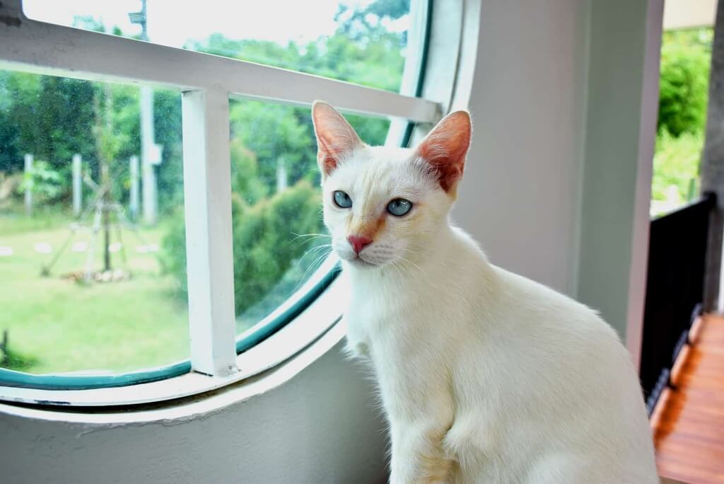 flame point cat