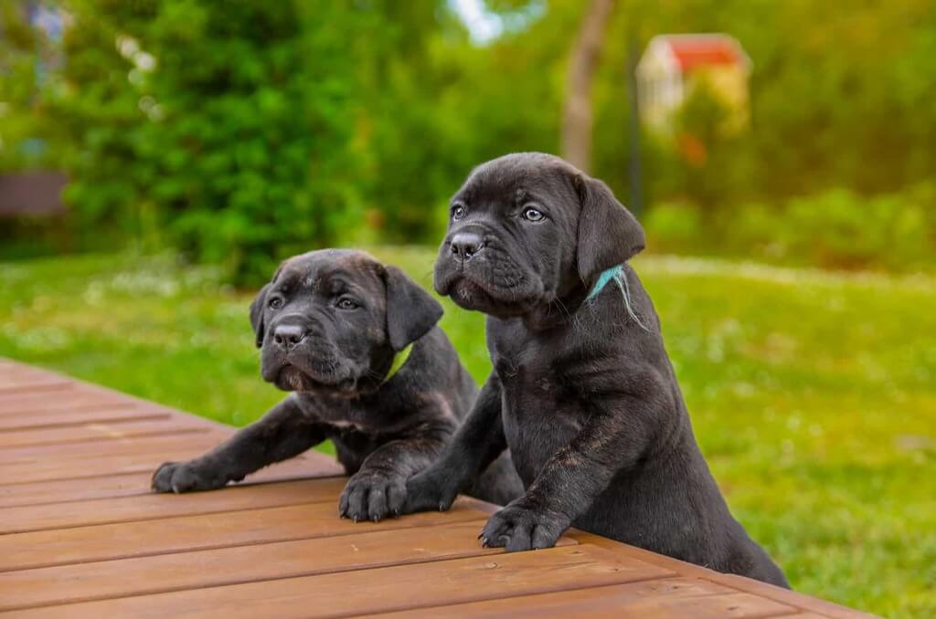 how much do cane corso puppies cost