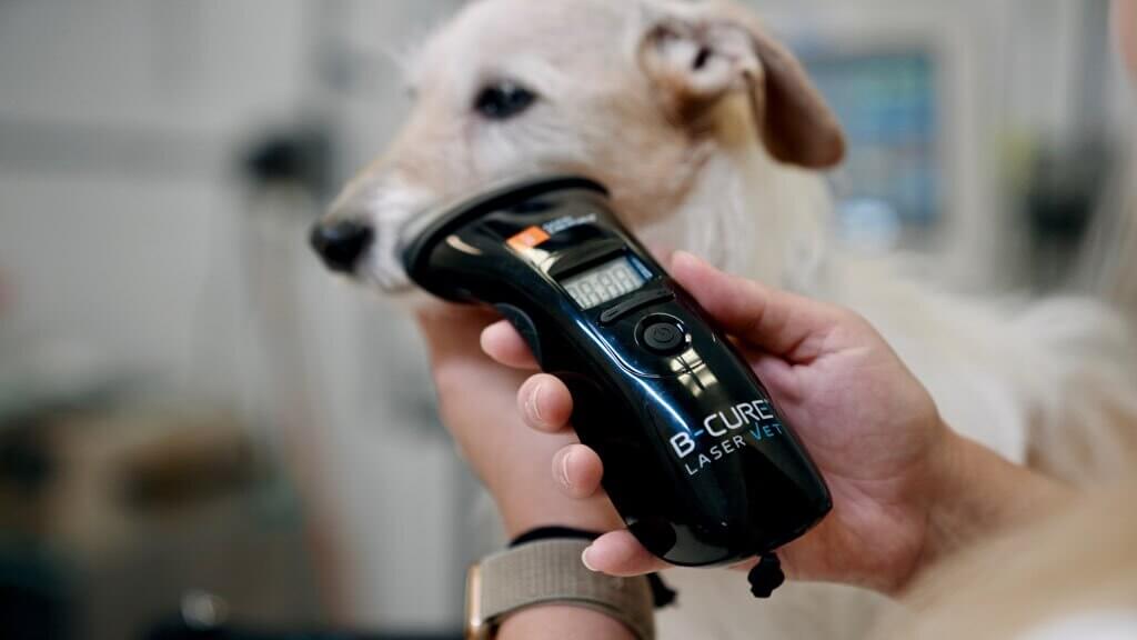 laser therapy for dogs