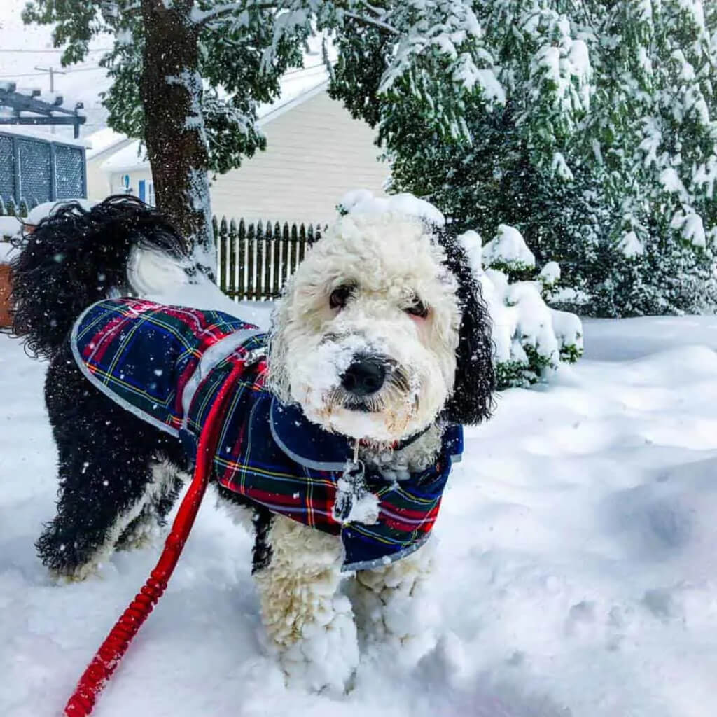 Full Grown Sheepadoodle Grooming Needs