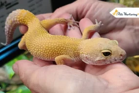 Baby Leopard Geckos