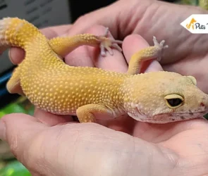 Baby Leopard Geckos
