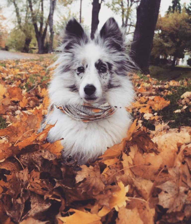 canadian-marble-fox-are-they-considered-good-pets