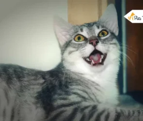 Cat Breathings Heavy