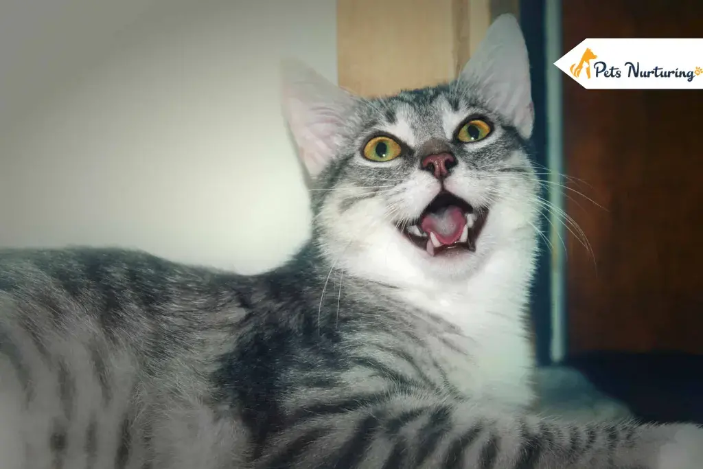 Cat Breathings Heavy