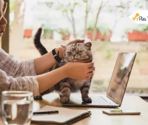 Cheap Pet Insurances
