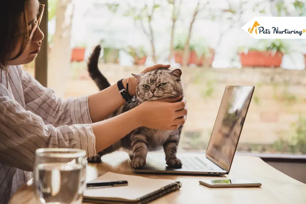 Cheap Pet Insurances