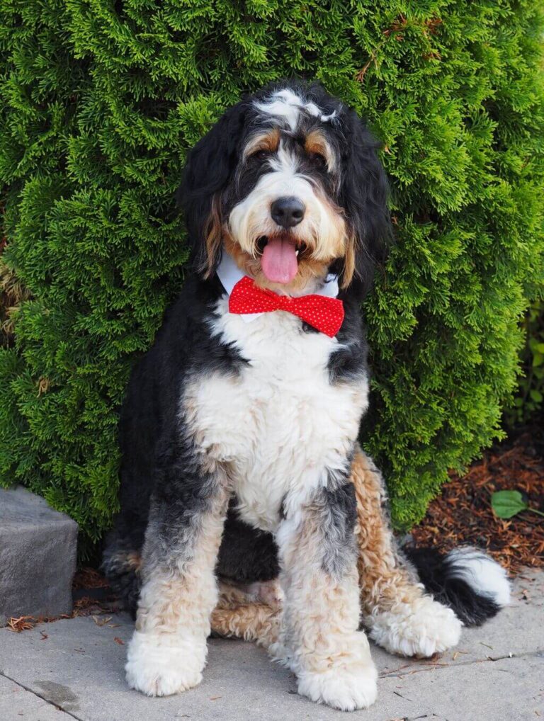 Full Grown Bernedoodle How Big Do Bernedoodles Get?
