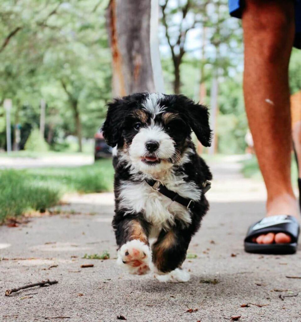 Full Grown Bernedoodle Size (Tiny, Mini, Medium & Standard)