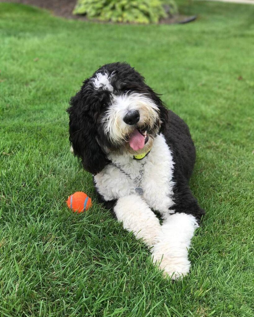 Full Grown Bernedoodle How Big Do Bernedoodles Grow?