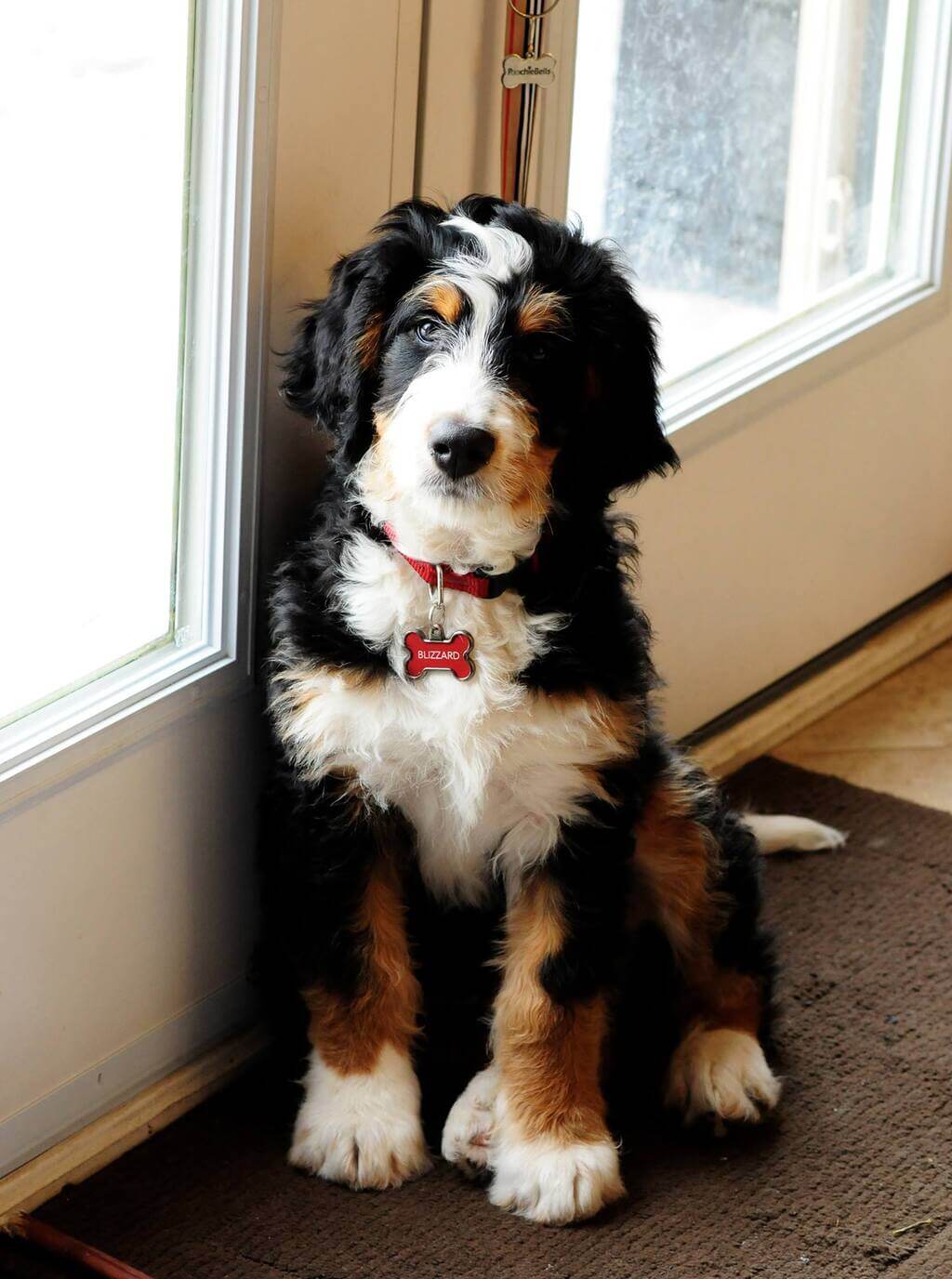 Full Grown Bernedoodle Size Tiny Mini Medium Standard Pets Full Grown Bernedoodle Size Tiny Mini Medium Standard Pets