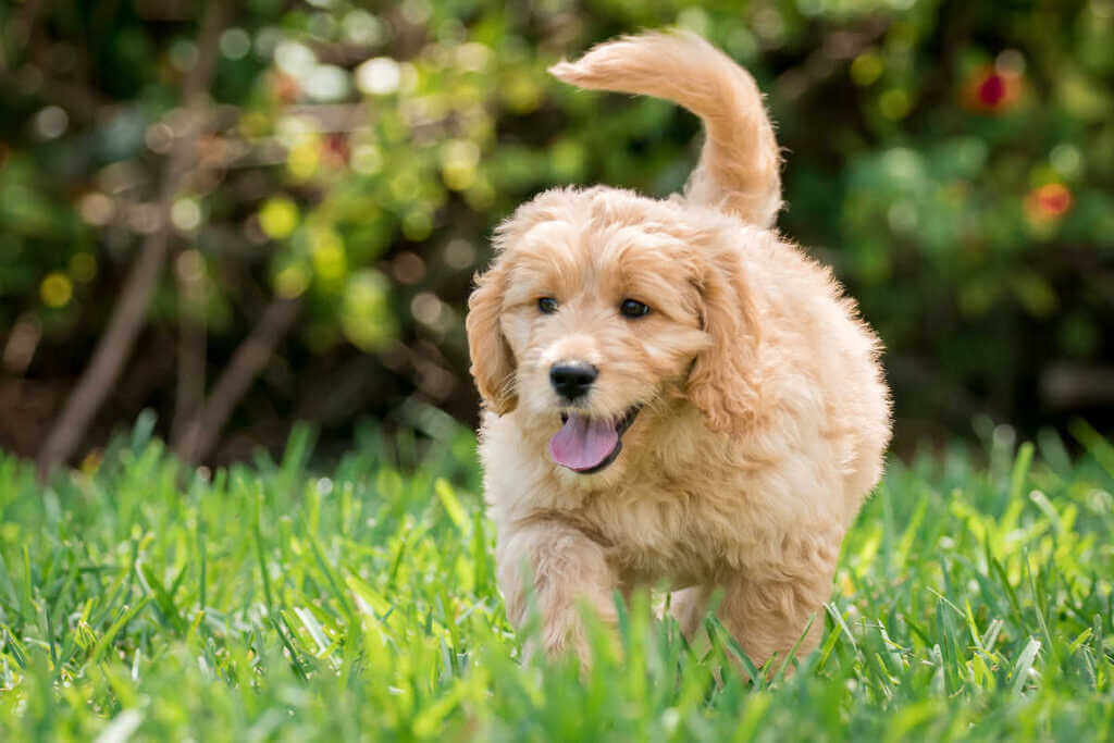 Goldendoodle labradoodle