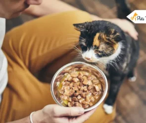How Long Can a Cat Go Without Eatings