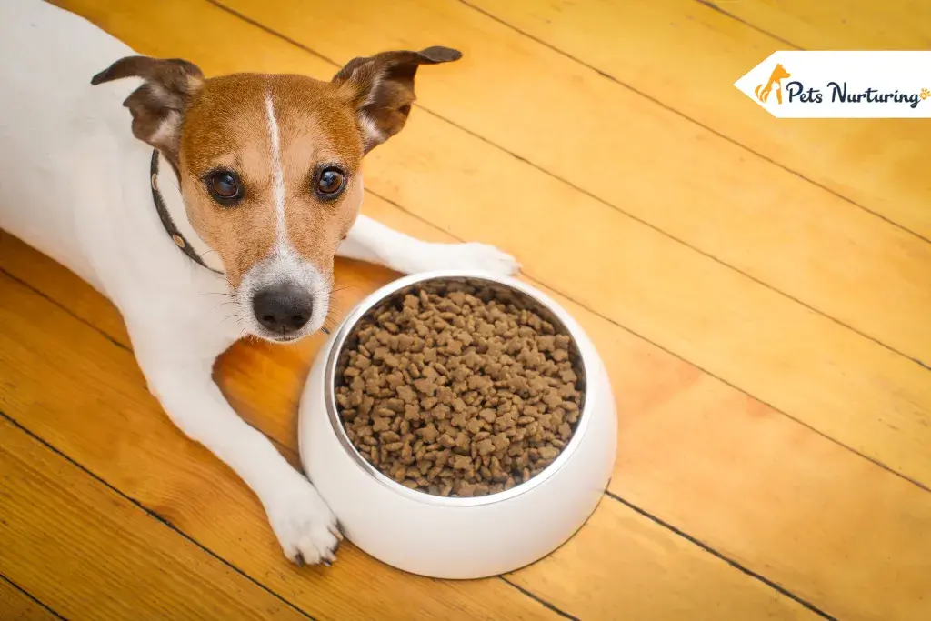 How Long Can a Dogs Go Without Eating