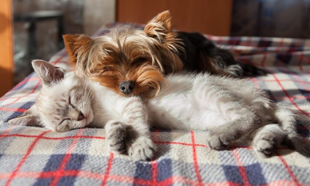 Pet Insurance