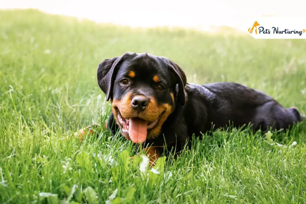 Rottweiler Dogs