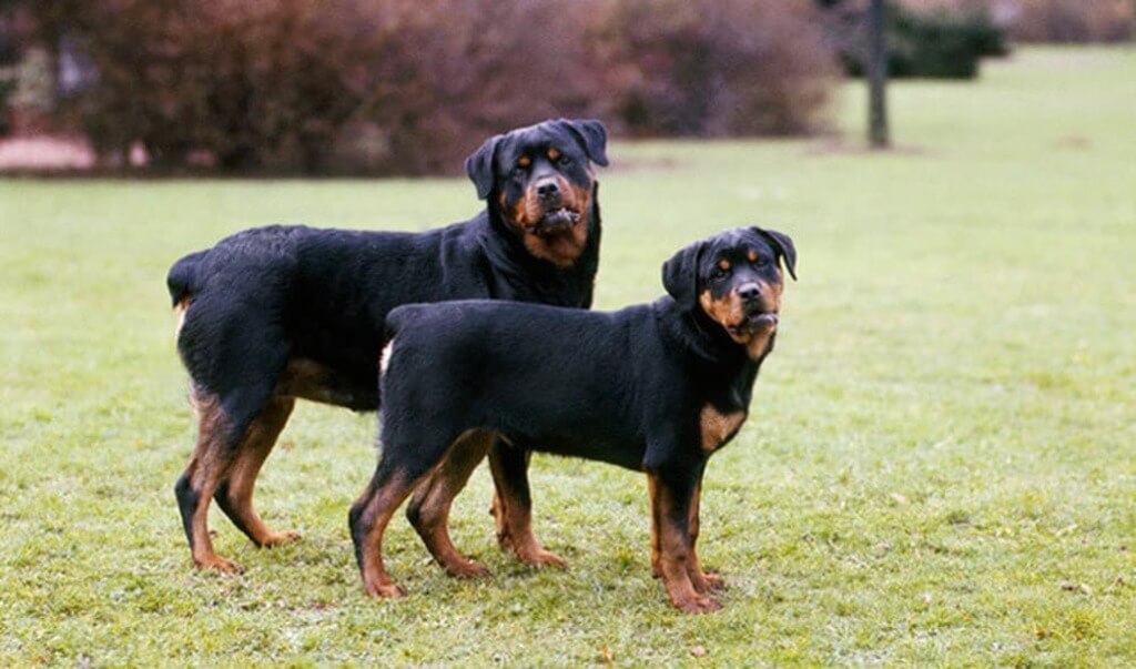 Rottweilers Dog Breed