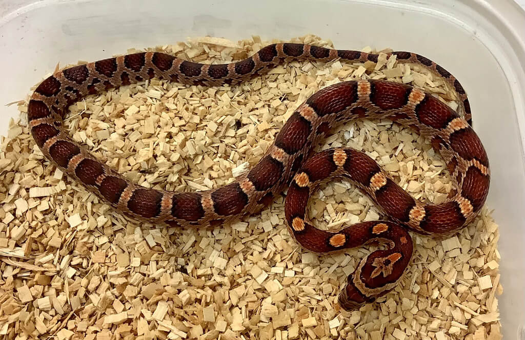 Scaleless Cornsnakes