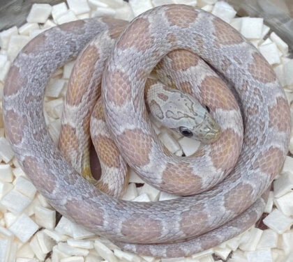 20 Unique and Exotic Corn Snakes for Sale to Checkout