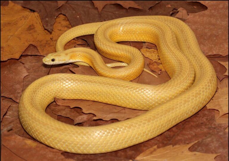 20 Unique and Exotic Corn Snakes for Sale to Checkout