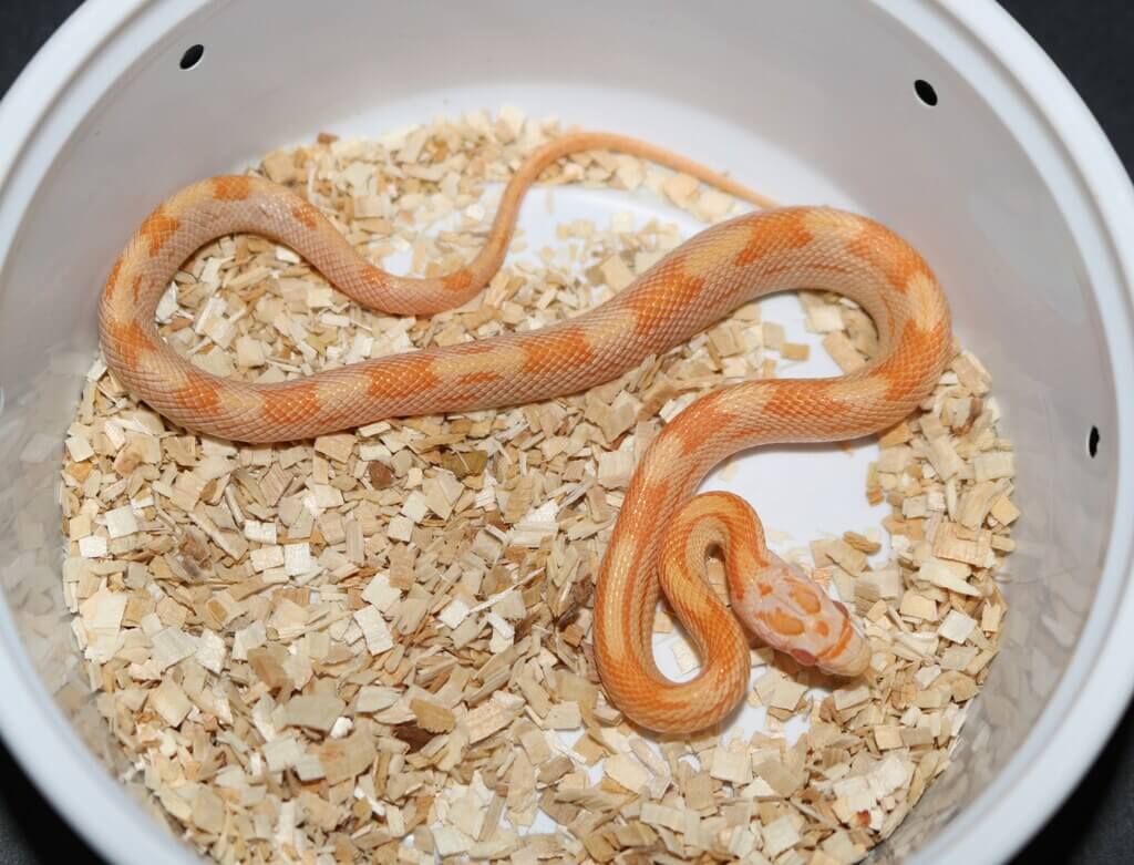baby corn snake