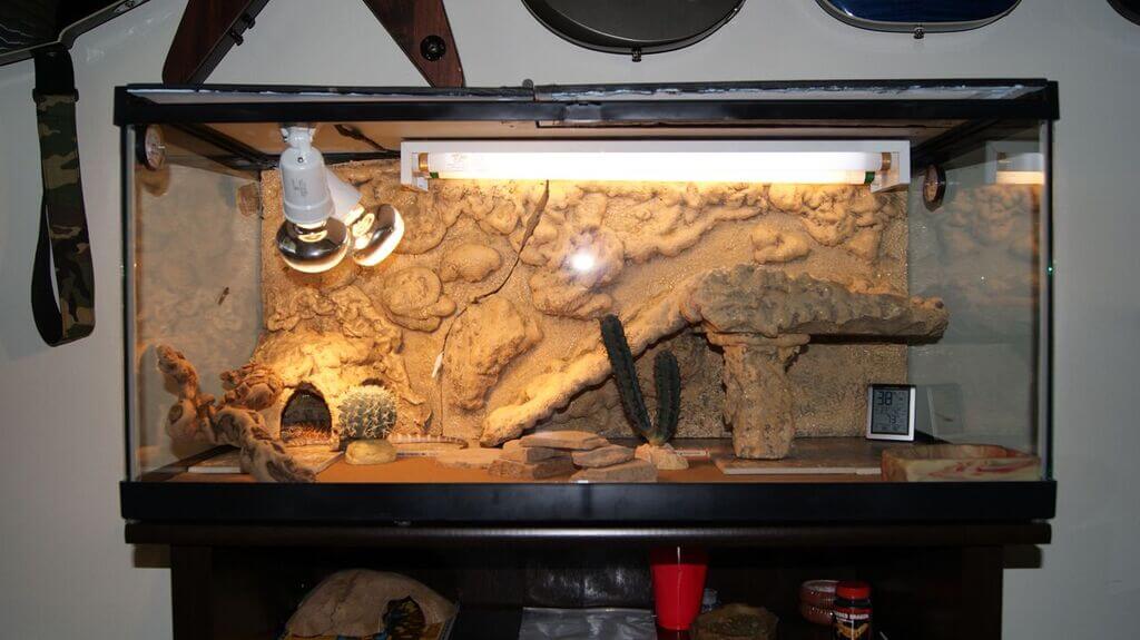 bearded dragon tank setup