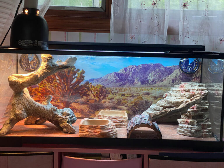 Bearded Dragon Habitat How to Create the Best Tank Setup? Pets Nurturing