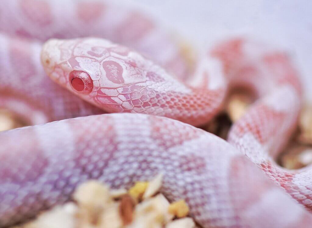 corn snakes for sale