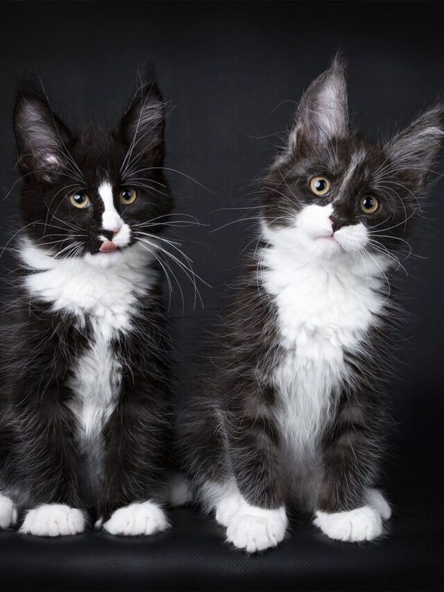 9 Beautiful Black and White Cat Breeds You’ll Fall In Love With
